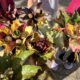 Kreatives Gärtnern im Herbst 🌿🍂